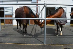 Tapis Belmondo Paddock