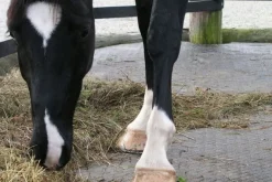 Tapis Belmondo Paddock